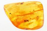 Three Detailed Fossil Spiders and Moth Fly in Baltic Amber #307202-1